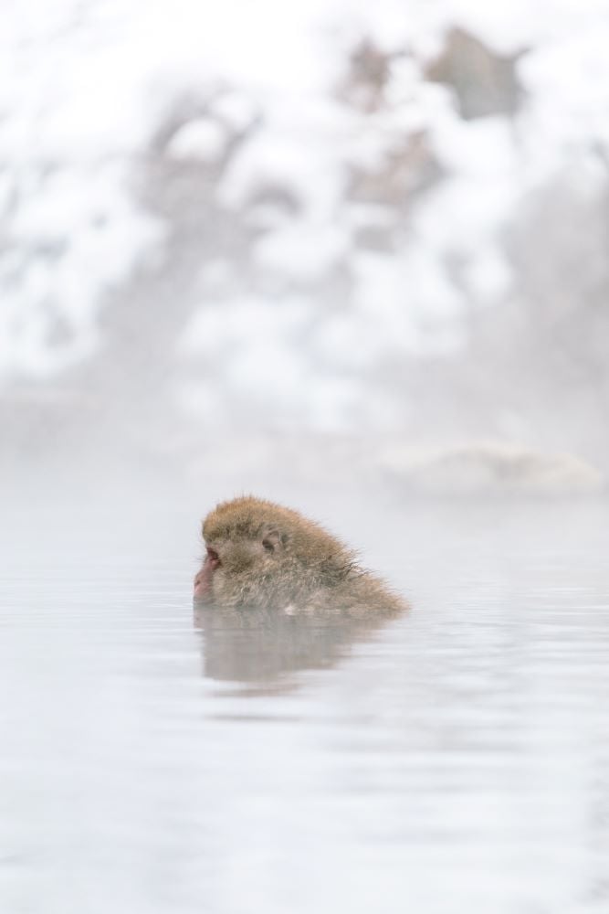 japanese macaque